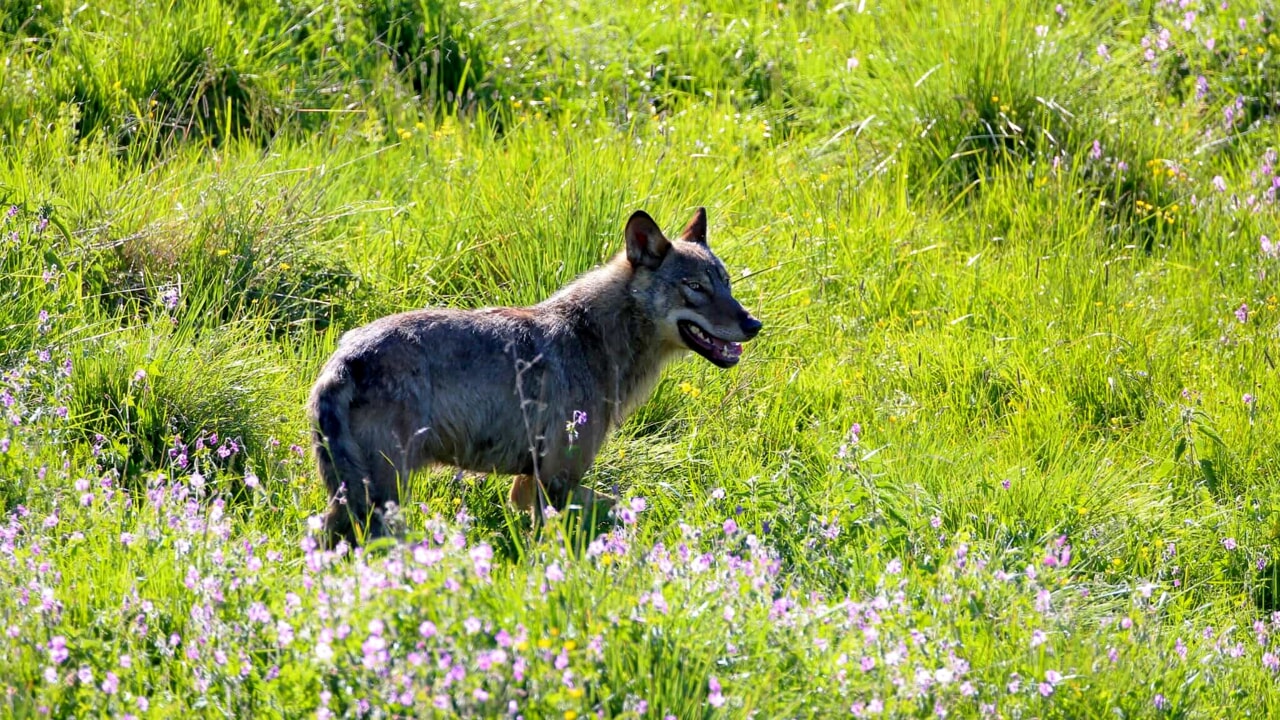 Lupo in Lessinia - Foto di Luca Signori-3